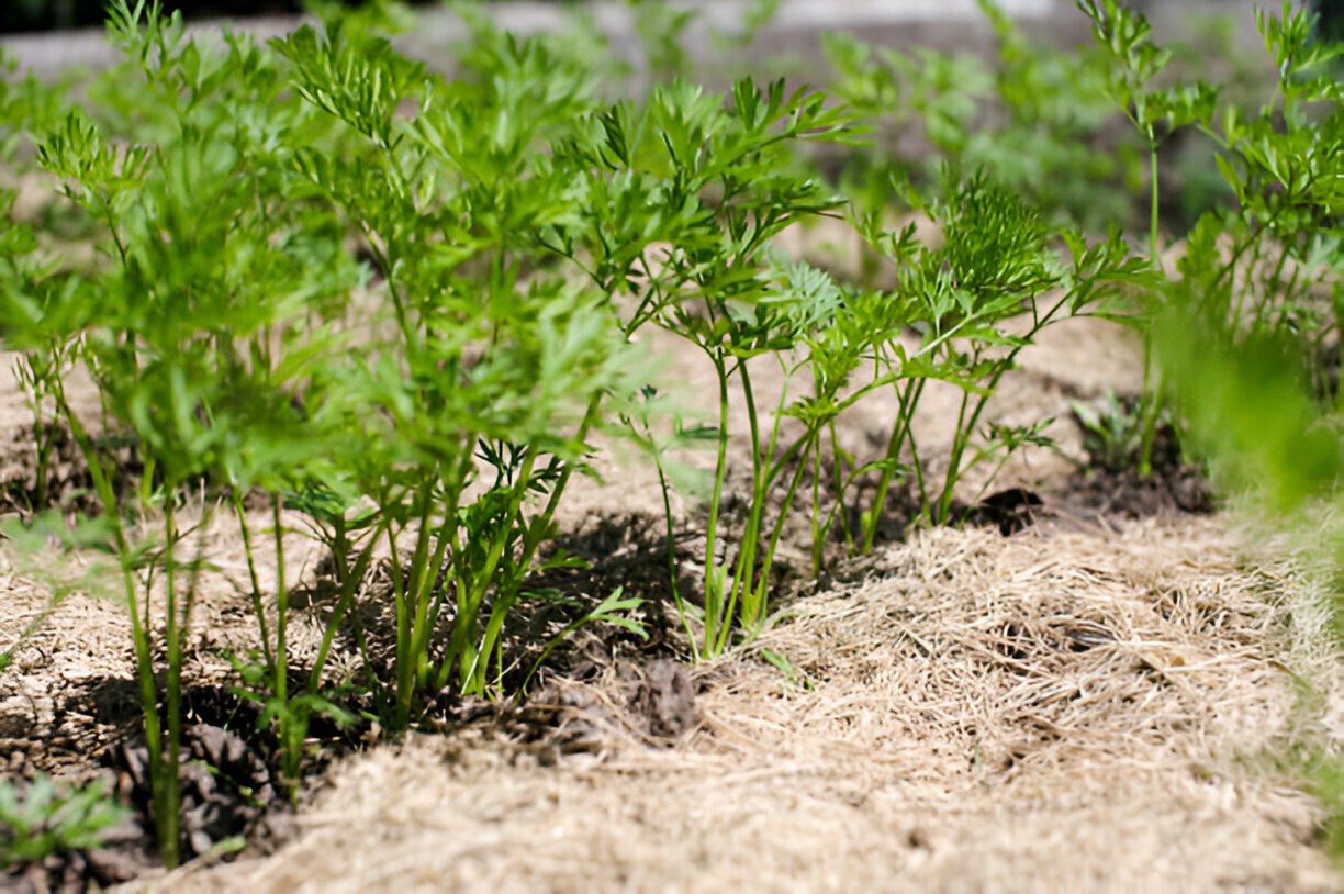 Organic Mulch in Nairobi | Improving Urban Soil Health